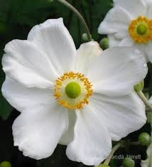 Deadhead spent blooms after flowering and tidy up dead foliage in spring. Japanese Anemones The Garden Website Com