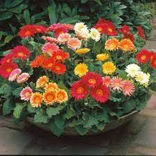 Adgffestival Mix Gerbera Daisyseeda Bright Etsy Gerbera Gerbera Daisy Flower Pots