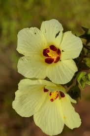 Image result for Hibiscus panduriformis