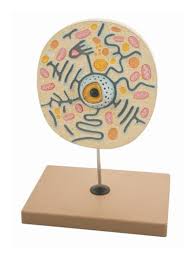 This model of cell incorporates details through microscopic slides. Eiscomodel Animal Cell On Stand Animal Cell Model On Stand Education Supplies Fisher Scientific