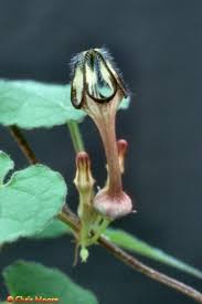 Image result for Ceropegia lugardiae