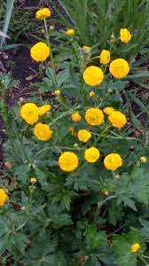 Pin On Gardening