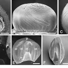 Image result for Heisteria parvifolia