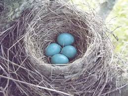 Image result for Robin Egg Blue 1977 Hussmann