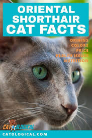 Learn more about this cat breed here. How Much Do Birman Kittens Cost