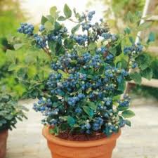 Check spelling or type a new query. Blueberry Toro 1l Fruttii Shop