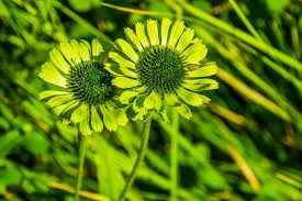 Check spelling or type a new query. 9 Types Of Green Flowers Inc Photos Care Tips Trees Com