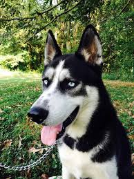 The seppala siberian sleddog is a natural dog of moderate size, pleasing personality and a physical and mental construction adapted to the needs of rapid long distance sled travel with a light load in an arctic environment. Husky Dog Moose Siberian Husky Puppies For Sale