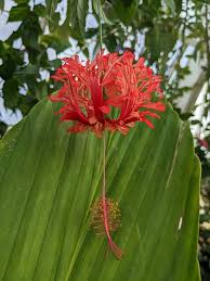 Image result for Hibiscus schizopetalus