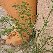 Image result for Erigeron bonariensis