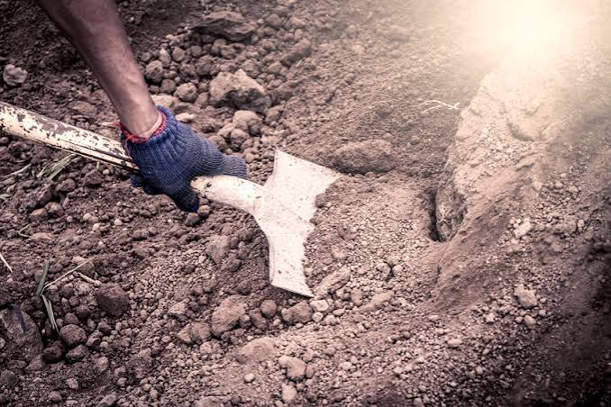Intermediate+ Word of the Day: dig – WordReference Word of the Day