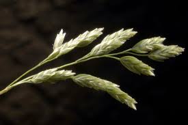 Image result for Poa binata