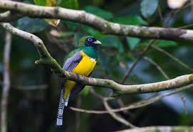 Image result for Tetrapogon tenellus