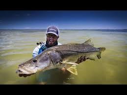If future fishing trips take you to waters where snook abound, these 5 tips will shorten your learning curve when learning how to catch snook. Do You Want To Get Better At Catching Snook In Florida This Article Gives The 5 Most Valuable Saltwater Fishing Saltwater Fishing Lures Saltwater Fishing Rods