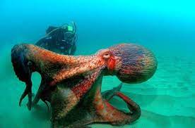 Pin By Shelbi Swanger On Amazing Oceans Water Animals Giant Pacific Octopus Ocean Animals