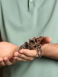 Favorite this post jul 29 bird cage $19 Stripe Knee Tarantula Care Complete Guide Snaketracks Com