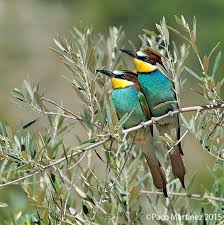 Abejarucos En El Olivar Nature Bird Animals