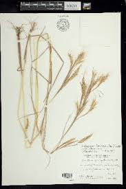 Image result for Andropogon fastigiatus