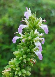 Image result for Anisosepalum