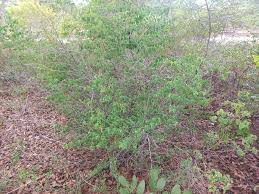 Image result for Rytigynia orbicularis