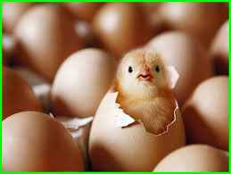 Check spelling or type a new query. Mimpi Ayam Arti Makna Dan Interpretasi Lengkap Daftarhewan Com