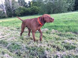 We did not find results for: Windrunner Vizslas Welcome To Windrunner Vizslas Vizsla Breeder Located In Columbus Ohio