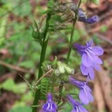 Image result for Campanulaceae