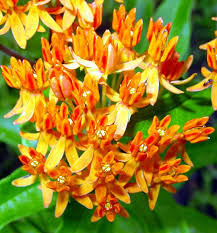 Learn how to grow with our easy instructions and videos. Plant Details North Carolina Native Plant Society