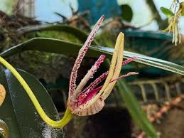 Image result for Bulbophyllum elliotii