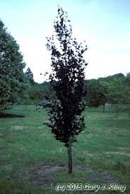 Image result for Fagus sylvatica Cockleshell
