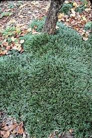 Ophiopogon Japonicus Gyoku Ryu Dwarf Mondo Grass Mondo Grass Fairy Garden Plants