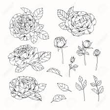 Große auswahl an flower blumen. Rose Blumen Zeichnen Und Skizzieren Mit Strichzeichnungen Auf Weissen Hintergrunden Lizenzfreie Fotos Bilder Und Stock Fotografie Image 77160098