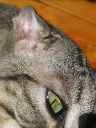If you think your cat has an ear haematoma, two treatment small haematomas often grow in size, and the larger the hematoma, the longer it will take to heal. Ear Hematoma What Are They And How Do Pets Get Them Pets Cats Pet Parent