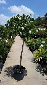 Image result for Gardenia