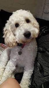 Coat Colour Gallery Cockapoo Owners Club Uk