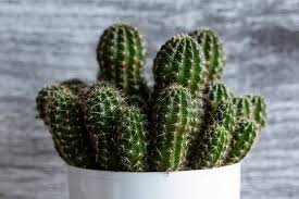 There are several ways to extract mescaline from san pedro and other similar cacti. Kostenlose Fotos Zum Thema San Pedro Cactus Auf Ccnull De