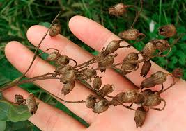 Image result for Nicotiana glauca