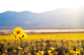Dreamstime is the world`s largest stock photography community. Super Bloom At Death Valley National Park Travel Caffeine
