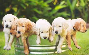 Golden retriever puppies for sale in valencia ca. Golden Retrievers Puppies For Sale Fancy Puppy