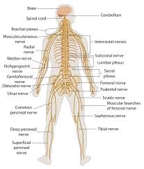 The peripheral nervous system has additional divisions. The Nervous System