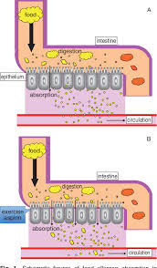 Image result for Exercise-Induced Anaphylaxis