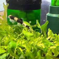 Image result for Lomariopsis