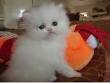 Rescue And Rehoming Persian And Other Pedigree Cats ...