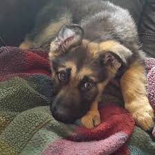 Would you like to adopt a corgi puppy? Craigslist Pets Online Shopping Mall Find The Best Prices And Places To Buy