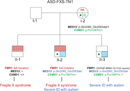 Novel Med12 Variant In A Multiplex Fragile X Syndrome Family Dual Molecular Etiology Of Two X Linked Intellectual Disabilities With Autism In The Same Family Springerlink