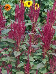 Image result for Amaranthus cruentus