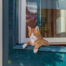 The american feral cat coalition estimates that there are approximately 60 million feral and homeless. Indoor Vs Outdoor Cats Exploring The Pros And Cons
