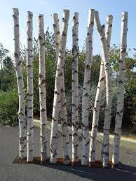 Le bouleau verruqueux ou bouleau blanc (betula pendula, syn. Paravent En Troncs De Bouleaux De 2m50 De Hauteur Branches De Bouleau Bouleau Jardins