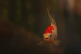 We did not find results for: A Guide To Koi Fish Aquariums Koi Story