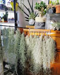 Spanish Moss Is Beautiful Natural Decor For Any Ro Nature Decor Spanish Moss Moss Planter